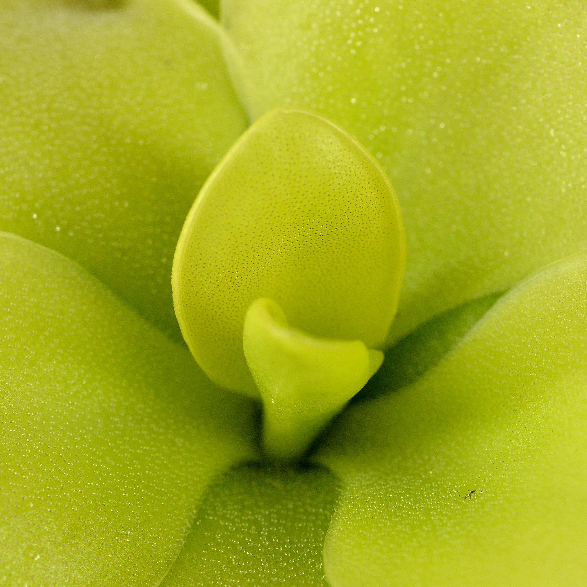 sp. Huajuapan (prob. moranensis)