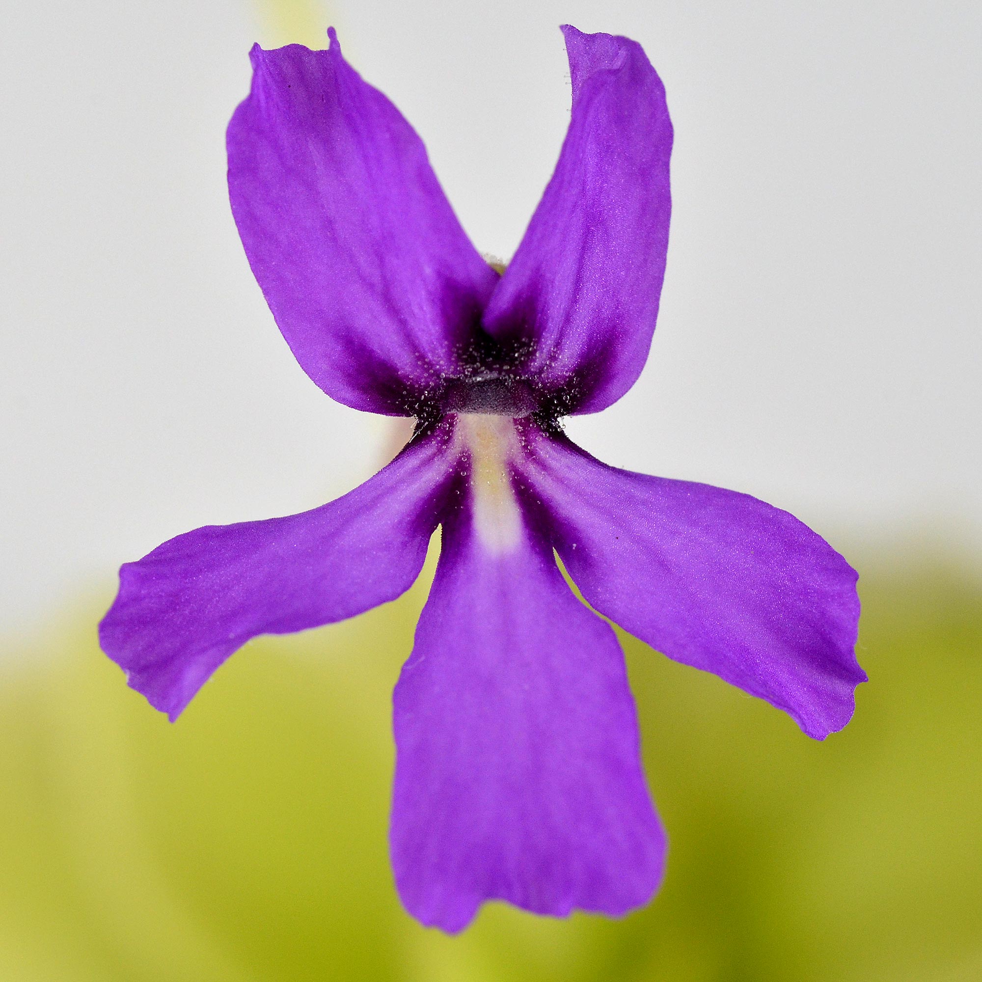 sp. Huajuapan (prob. moranensis)