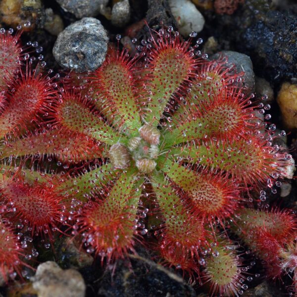 spatulata var. gympiensis