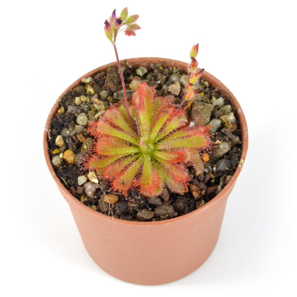 spatulata var. gympiensis