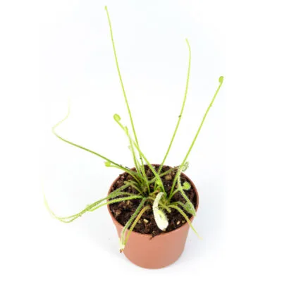 Drosera tracyi