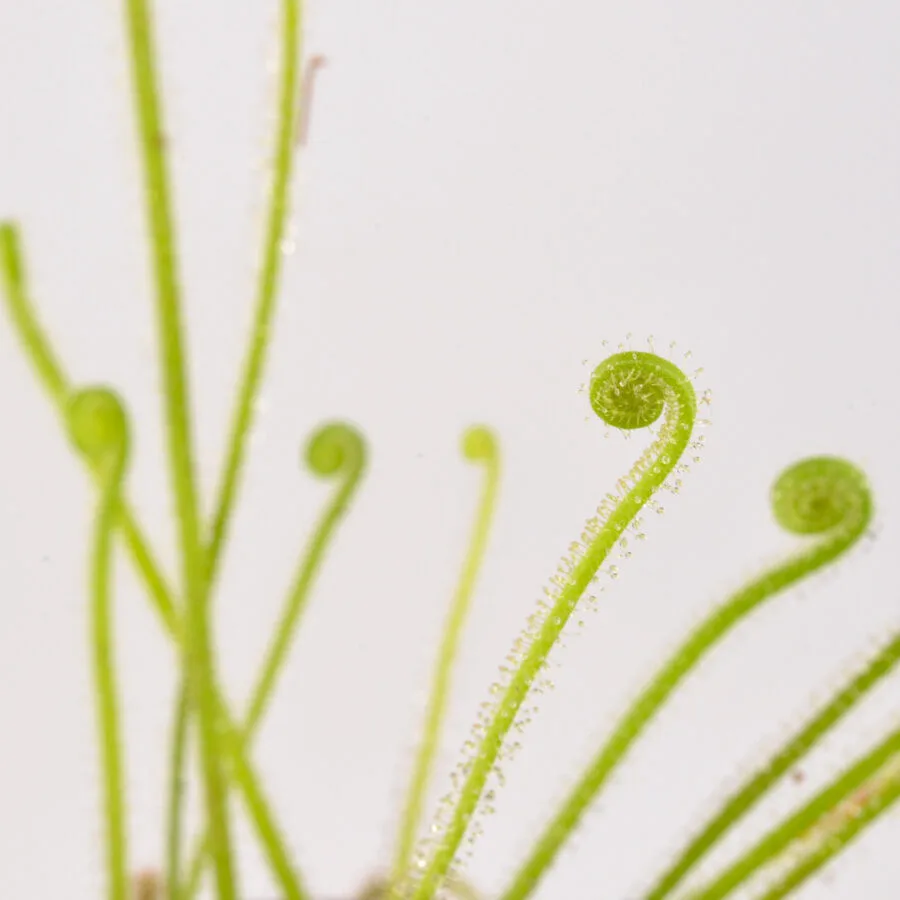 Drosera tracyi