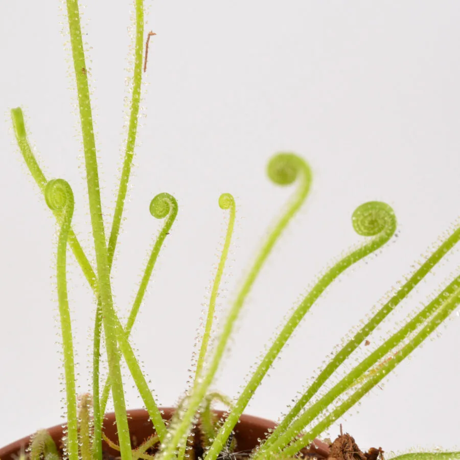 Drosera tracyi