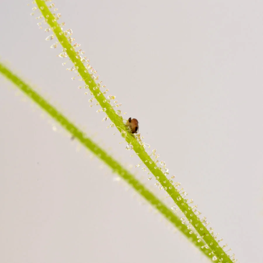 Drosera tracyi
