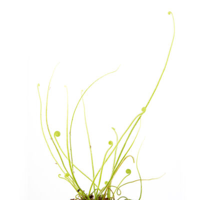 Drosera tracyi