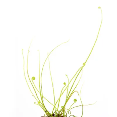 Drosera tracyi