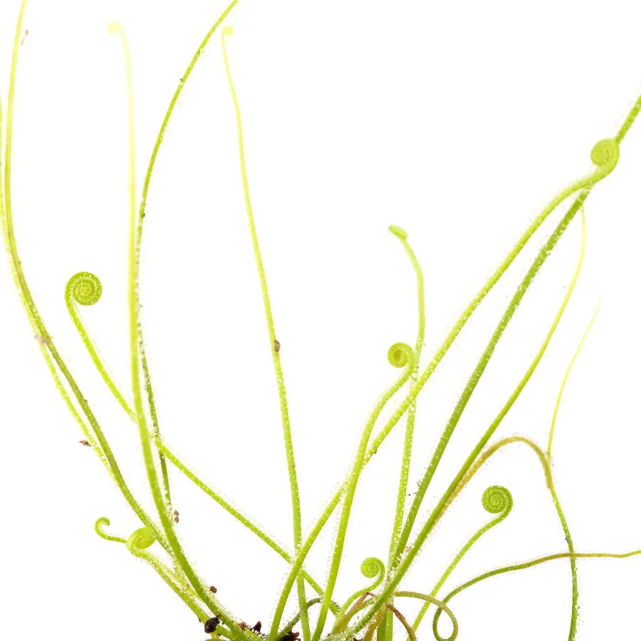 Drosera tracyi