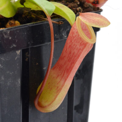 Nepenthes ventricosa