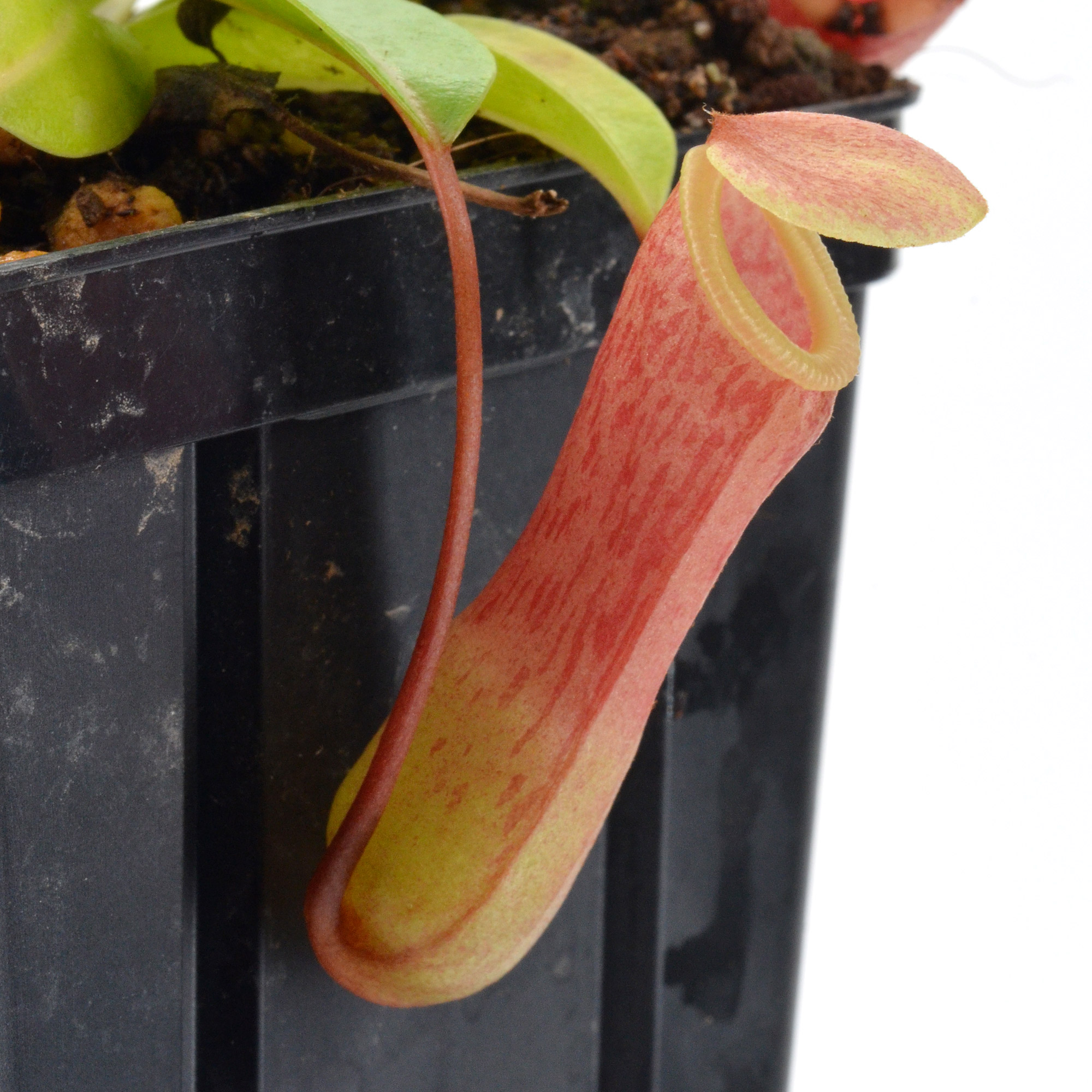 Nepenthes ventricosa