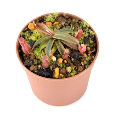 Nepenthes vieillardii