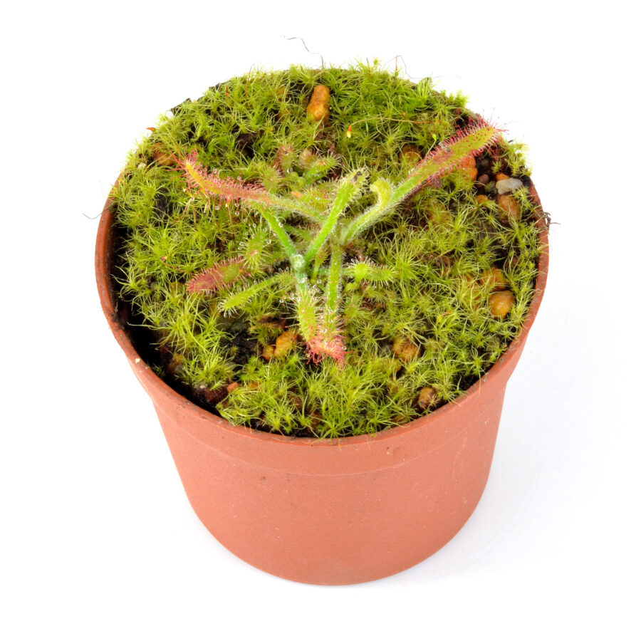 Drosera villosa