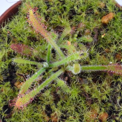Drosera villosa  