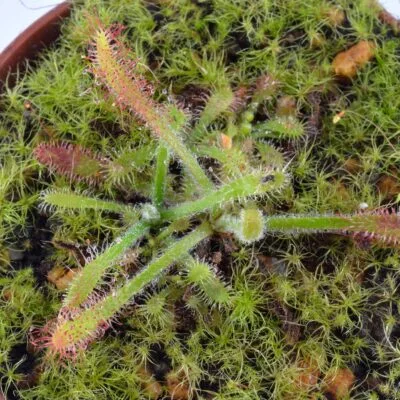 Drosera villosa