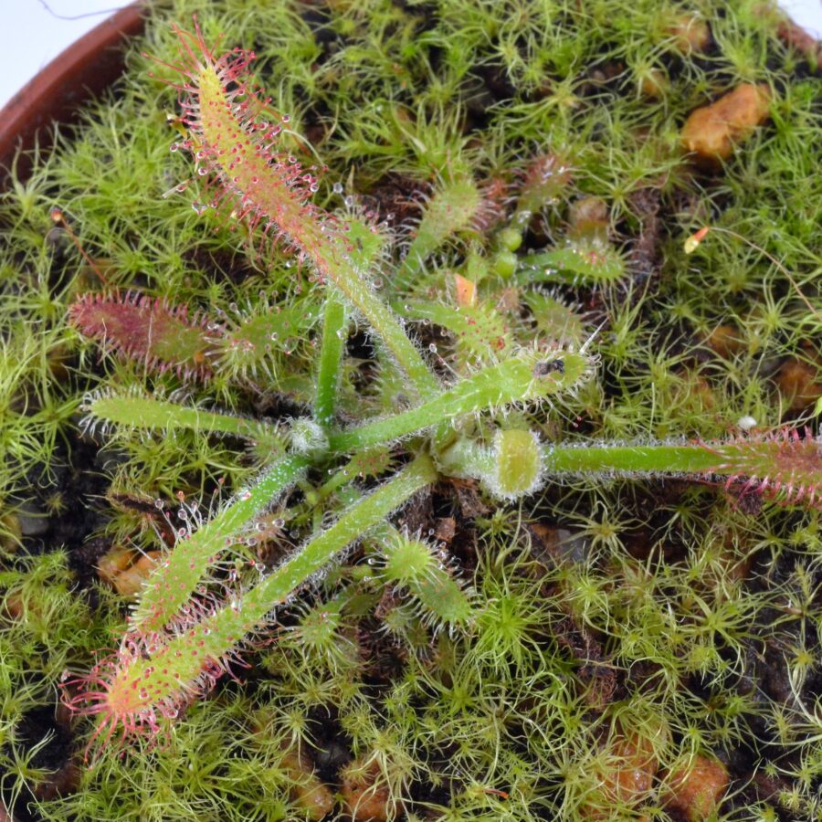Drosera villosa