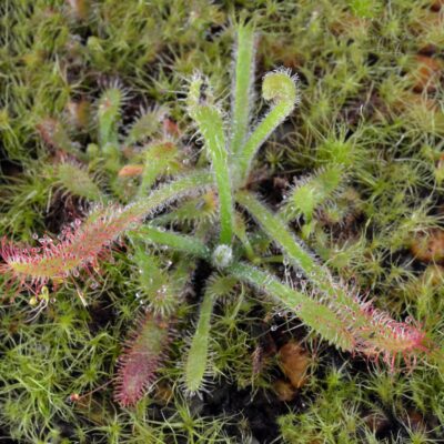 Drosera villosa  