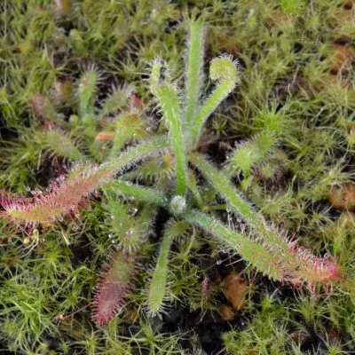 Drosera villosa