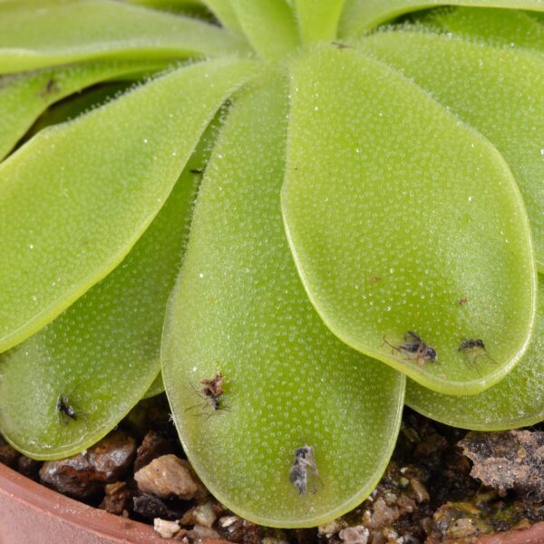 Pinguicula x "Golden Eye"