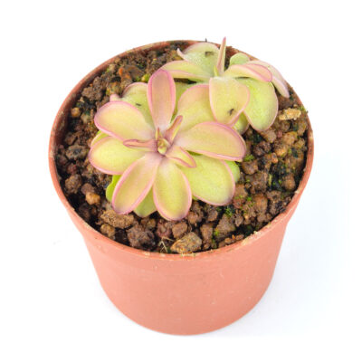 x “Seductora” DSC_0331 Seductora