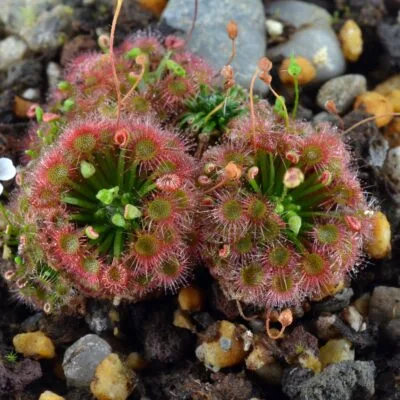 Drosera x badgerupii [Lake Badgerup, Wanneroo, Western Australia]