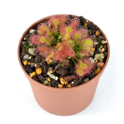 drosera ×eloisiana