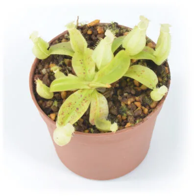 Nepenthes x hookeriana