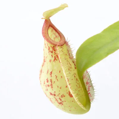 Nepenthes x hookeriana