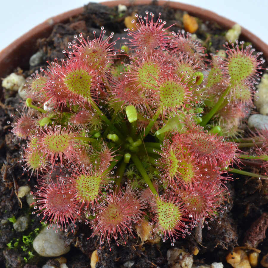 drosera ×eloisiana