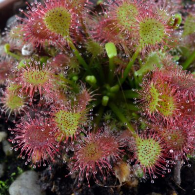 drosera ×eloisiana