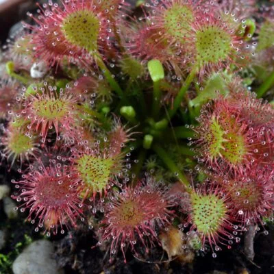 drosera ×eloisiana