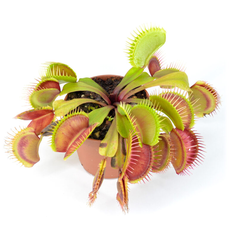 ‘FTS Lunatic Fringe’ x Open Pollinated #2 DSC_0609