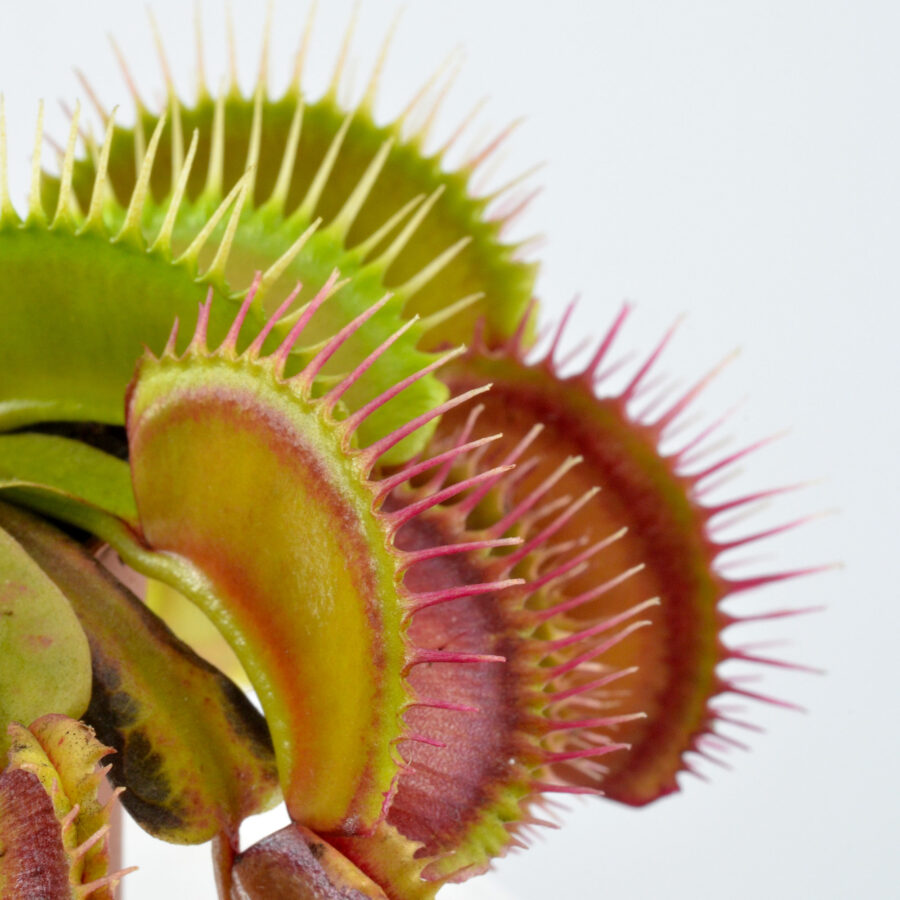 ‘FTS Lunatic Fringe’ x Open Pollinated #2 DSC_0609
