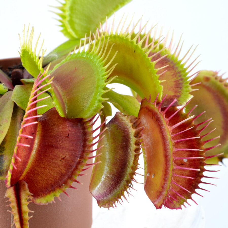 Dionaea Muscipula ‘FTS Lunatic Fringe’ x Open Pollinated #2 - immagine 2