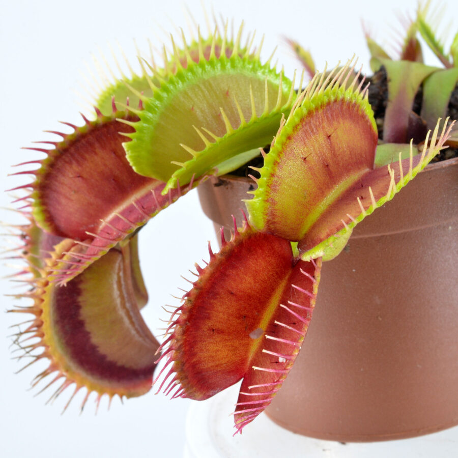 ‘FTS Lunatic Fringe’ x Open Pollinated #2 DSC_0609