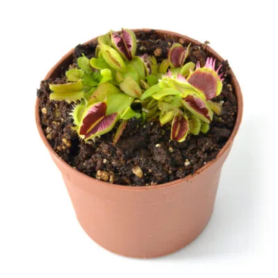 Dionaea muscipula 'Fused Tooth'