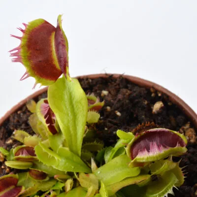 Dionaea muscipula 'Fused Tooth'