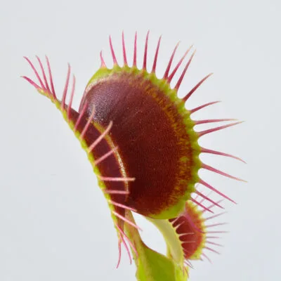 ‘South West Giant‘